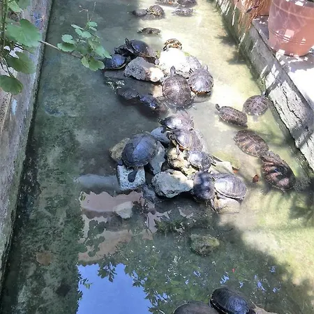奥熙德尔家比亚诺住宿加早餐旅馆 住宿加早餐酒店
